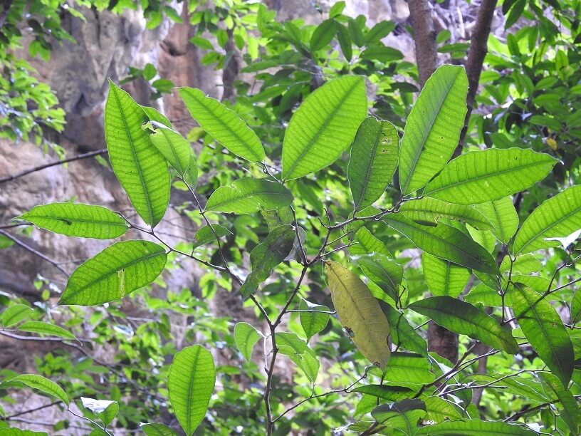 Brosimum alicastrum 